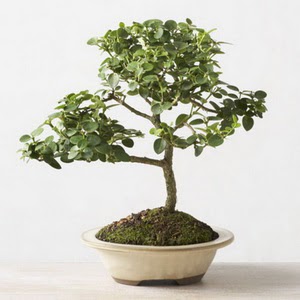 ithal bonsai saksi iegi  Ankara ayval internetten iek sat 