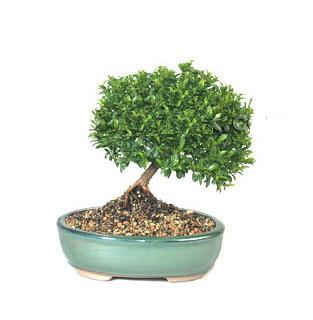 ithal bonsai saksi iegi  Ankara Ufuktepe iek online iek siparii 