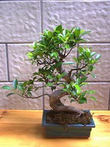 ithal bonsai saksi iegi  Ankara Etlik iekiler 