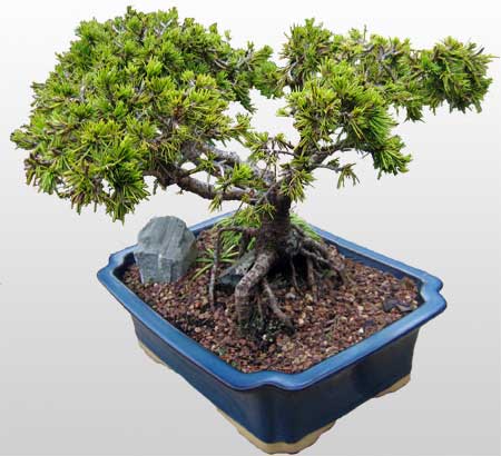 ithal bonsai saksi iegi  Ankara Keiren iek siparii vermek 