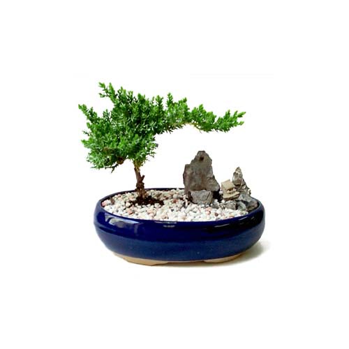 ithal bonsai saksi iegi  Ankara etlik nternetten iek siparii 