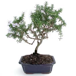 ithal bonsai saksi iegi  Ankara Keiren online ieki , iek siparii 