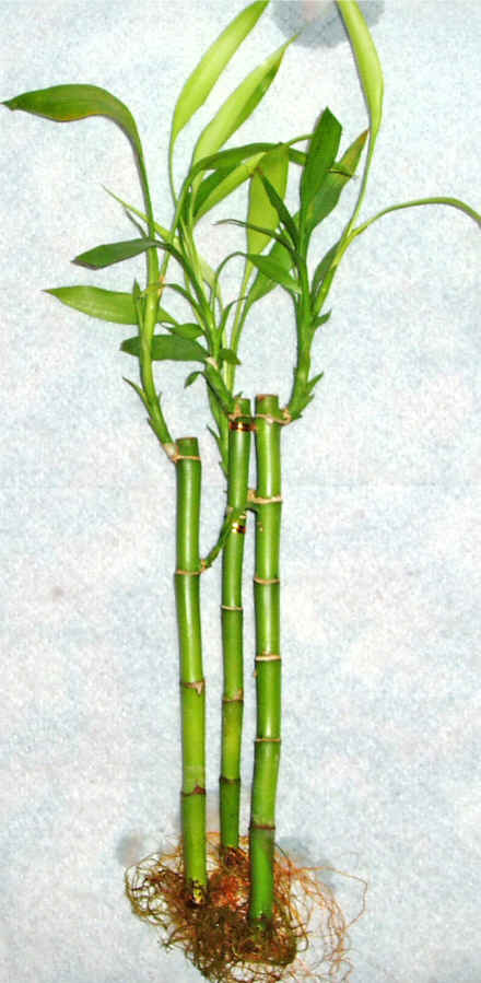 Lucky Bamboo 3 adet vazo hediye edilir   Ankara Keiren anneler gn iek yolla 