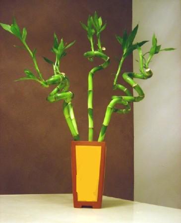Lucky Bamboo 5 adet vazo ierisinde  Ankara balum online iek gnderme sipari 