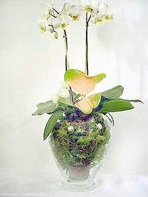  Ankara esertepe çiçek yolla , çiçek gönder , çiçekçi   Cam yada mika vazoda özel orkideler