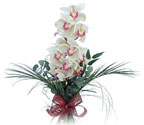  Ankara şentepe internetten çiçek siparişi  Dal orkide ithal iyi kalite