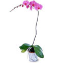  Ankara Ufuktepe çiçek online çiçek siparişi  Orkide ithal kaliteli orkide 