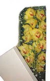  Ankara etlik İnternetten çiçek siparişi  Kutu içerisine dal cymbidium orkide