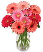 vazo içerisinde 13 adet gerbera çiçeği  Ankara şentepe internetten çiçek siparişi 