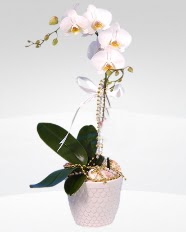 1 dallı orkide saksı çiçeği  Ankara Keçiören çiçekçi telefonları 