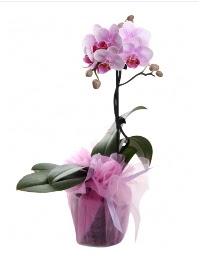 1 dal pembe orkide saksı çiçeği  Ankara Keçiören hediye çiçek yolla 