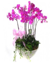 9 dal orkide saksı çiçeği  Ankara Keçiören çiçek , çiçekçi , çiçekçilik 