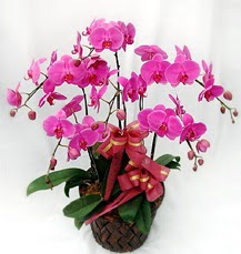 6 Dallı mor orkide çiçeği  Ankara atapark kaliteli taze ve ucuz çiçekler 