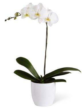 1 dallı beyaz orkide  Ankara sanatoryum çiçek servisi , çiçekçi adresleri 