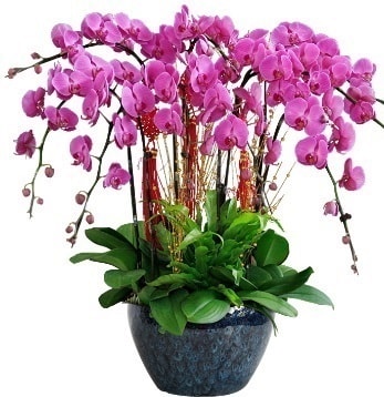 9 dallı mor orkide  Ankara sanatoryum çiçek servisi , çiçekçi adresleri 