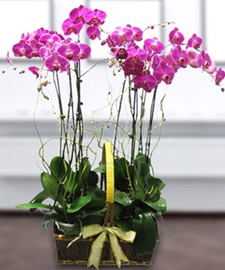 4 dallı mor orkide  Ankara Keçiören çiçek , çiçekçi , çiçekçilik 