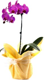  Ankara şentepe internetten çiçek siparişi  Tek dal mor orkide saksı çiçeği