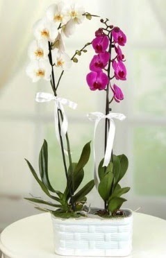 1 mor 1 dal beyaz İthal orkide sepet içerisinde  Ankara bağlum çiçekçi mağazası 