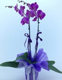 2 dallı mor orkide  Ankara Keçiören hediye çiçek yolla 
