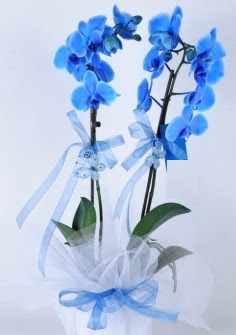 2 dallı mavi orkide  Ankara bağlum online çiçek gönderme sipariş 