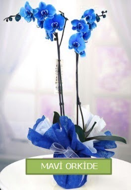 2 dallı mavi orkide  Ankara pursaklar cicekciler , cicek siparisi 