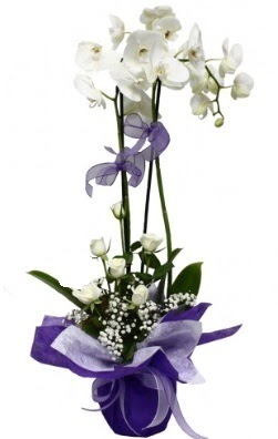 2 dallı beyaz orkide 5 adet beyaz gül  Ankara Keçiören çiçek siparişi vermek 