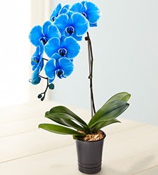1 dallı süper eşsiz mavi orkide  Ankara bağlum çiçekçi mağazası 