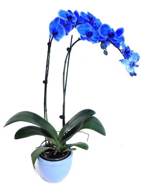 Seramikli 2 dallı süper eşsiz mavi orkide  Ankara Keçiören çiçek siparişi sitesi 