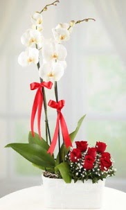 2 dallı beyaz orkide ve 7 kırmızı gül  Ankara Keçiören çiçek mağazası , çiçekçi adresleri 