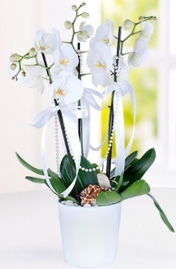 3 dallı beyaz orkide  Ankara aşağı eğlence çiçek yolla 