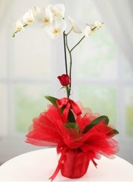 Tek dal beyaz orkide tek dal kırmızı gül  Ankara bağlum online çiçek gönderme sipariş 