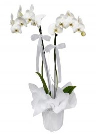 2 dallı beyaz orkide  Ankara Keçiören çiçek , çiçekçi , çiçekçilik 