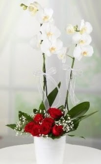 2 dallı beyaz orkide 7 adet kırmızı gül  Ankara sanatoryum çiçek servisi , çiçekçi adresleri 
