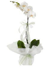 1 dal beyaz orkide çiçeği  Ankara Keçiören uluslararası çiçek gönderme 