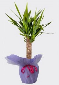 Yucca Tekli i mekan saks bitkisi  Ankara Keiren cicek , cicekci 