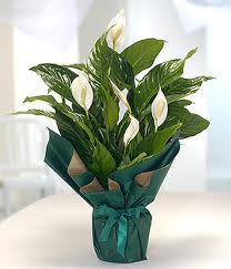 Spatifilyum Barış çiçeği Büyük boy  Ankara Keçiören çiçek siparişi sitesi 