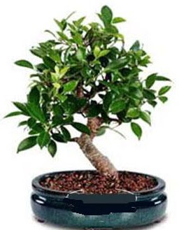 5 yanda japon aac bonsai bitkisi  Ankara atapark kaliteli taze ve ucuz iekler 