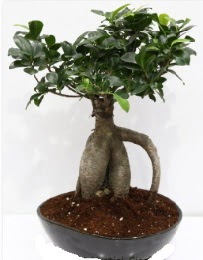 5 yaşında japon ağacı bonsai bitkisi  Ankara bağlum online çiçek gönderme sipariş 
