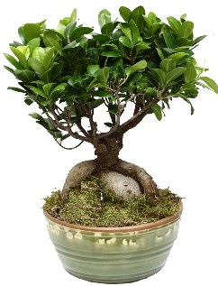 Japon ağacı bonsai saksı bitkisi  Ankara Etlik çiçek gönderme 