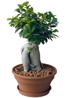 Japon ağacı bonsai saksı bitkisi  Ankara etlik İnternetten çiçek siparişi 