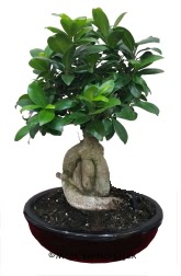 Japon ağacı bonsai saksı bitkisi  Ankara Keçiören güvenli kaliteli hızlı çiçek 