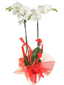 2 dallı beyaz orkide bitkisi  Ankara basınevleri hediye sevgilime hediye çiçek 