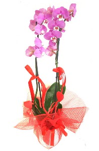 2 dallı mor orkide bitkisi  Ankara esertepe çiçek yolla , çiçek gönder , çiçekçi  