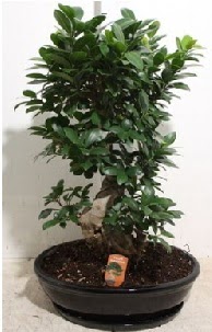 75 CM Ginseng bonsai Japon ağacı  Ankara Keçiören çiçek mağazası , çiçekçi adresleri 