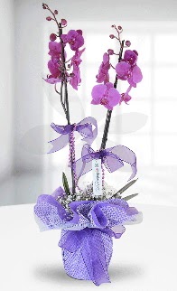 Çift dallı mor orkide LİKE MARKADIR  Ankara atapark kaliteli taze ve ucuz çiçekler 