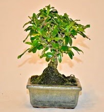 Zelco bonsai saksı bitkisi  Ankara Keçiören çiçek siparişi sitesi 