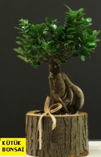 Kütük içerisinde Bonsai japon ağacı  Ankara Keçiören cicek , cicekci 