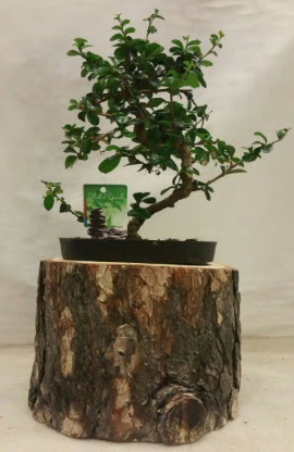 Doğal kütük içinde bonsai japon ağacı  Ankara Etlik çiçek gönderme 