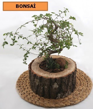 Doğal ağaç kütük içerisinde bonsai bitkisi  Ankara kalaba çiçek gönderme sitemiz güvenlidir 