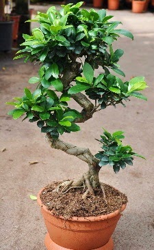 Orta boy bonsai saksı bitkisi  Ankara Keçiören cicek , cicekci 